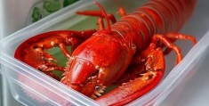 SIEMENS冰箱贴心服务热线解说￥冰箱保存龙虾的最佳时长指南